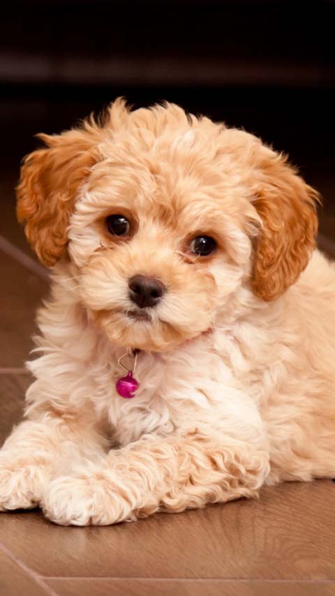 Free Phone Backgrounds Wallpapers-480x854 px FWVGA